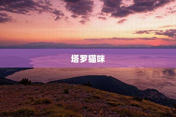 塔罗猫咪