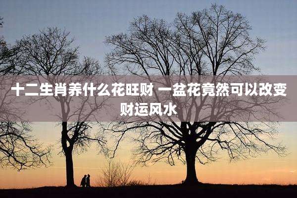 十二生肖养什么花旺财 一盆花竟然可以改变财运风水