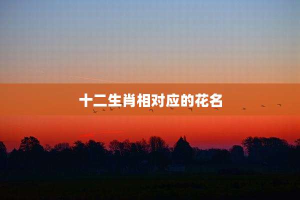 十二生肖相对应的花名