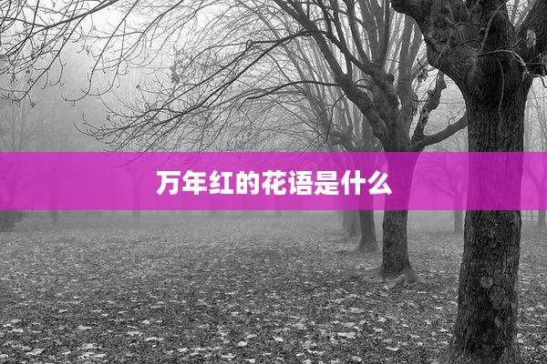 万年红的花语是什么