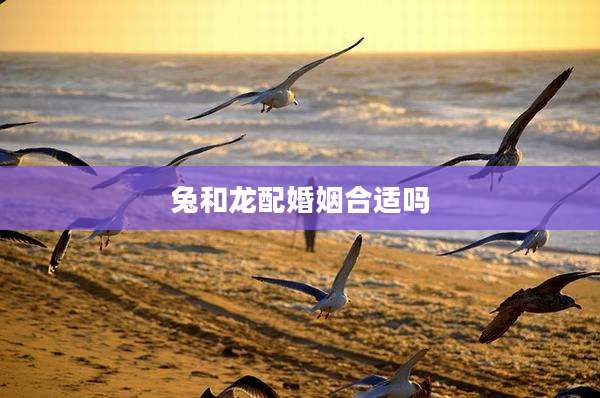 兔和龙配婚姻合适吗