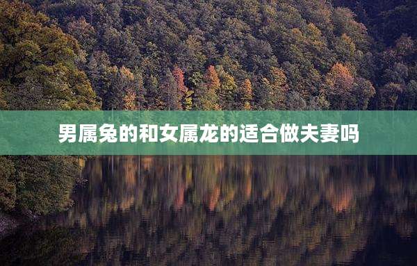 男属兔的和女属龙的适合做夫妻吗