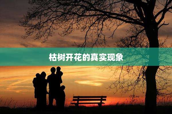 枯树开花的真实现象