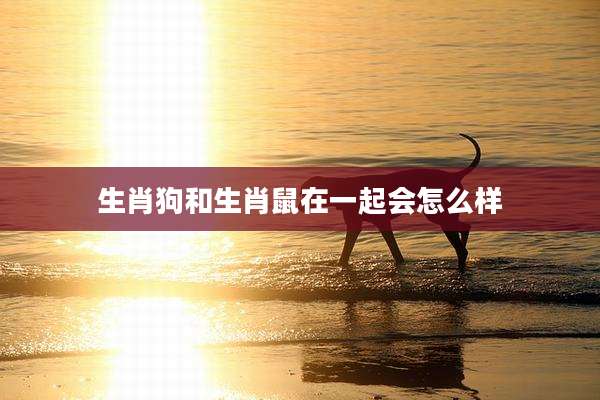 生肖狗和生肖鼠在一起会怎么样
