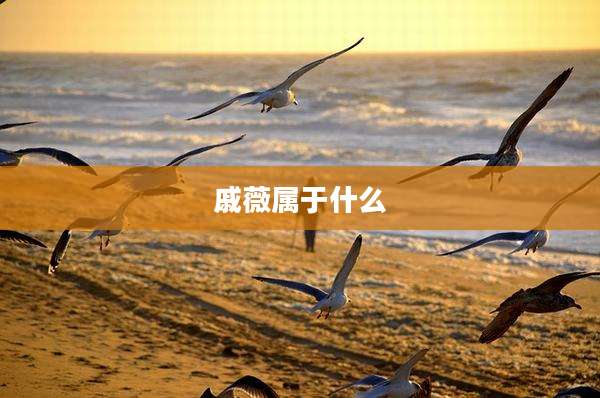 戚薇属于什么