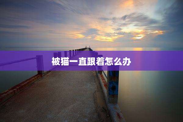 被猫一直跟着怎么办