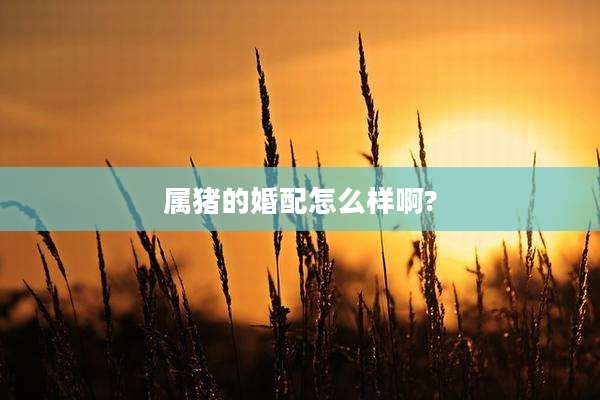 属猪的婚配怎么样啊?
