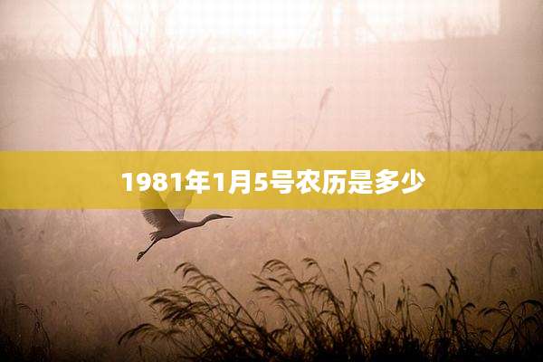 1981年1月5号农历是多少