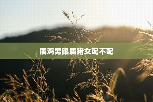 属鸡男跟属猪女配不配