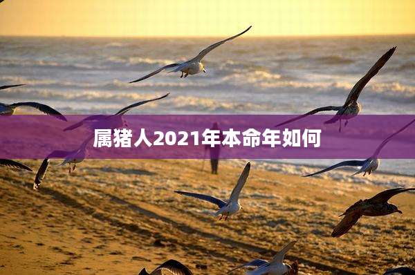 属猪人2021年本命年如何