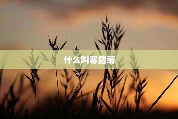 什么叫寒露菊