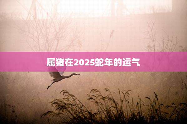 属猪在2025蛇年的运气