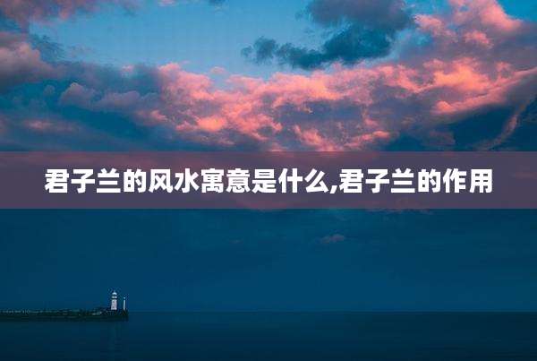 君子兰的风水寓意是什么,君子兰的作用