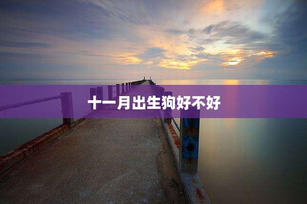 十一月出生狗好不好