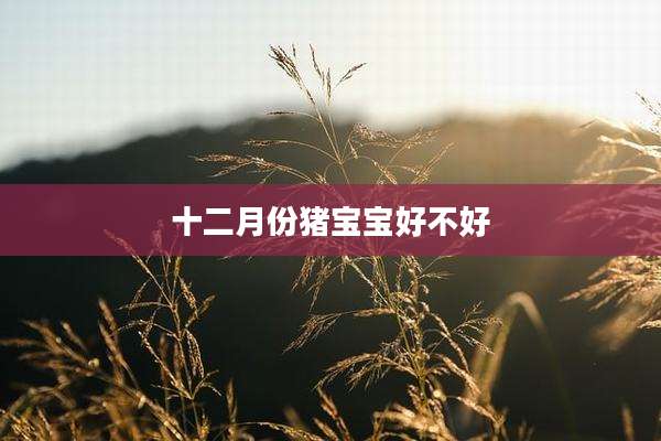 十二月份猪宝宝好不好