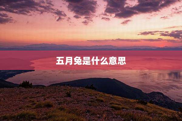 五月兔是什么意思