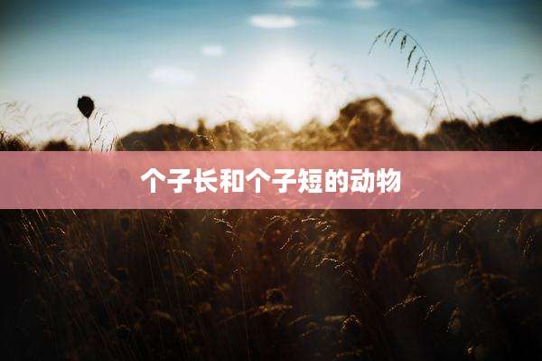 个子长和个子短的动物