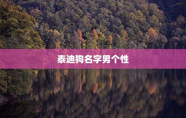 泰迪狗名字男个性