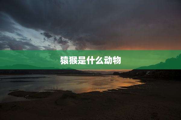 猿猴是什么动物