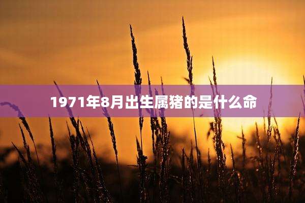 1971年8月出生属猪的是什么命