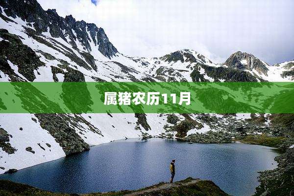 属猪农历11月