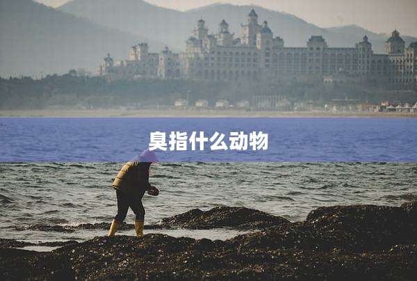 臭指什么动物