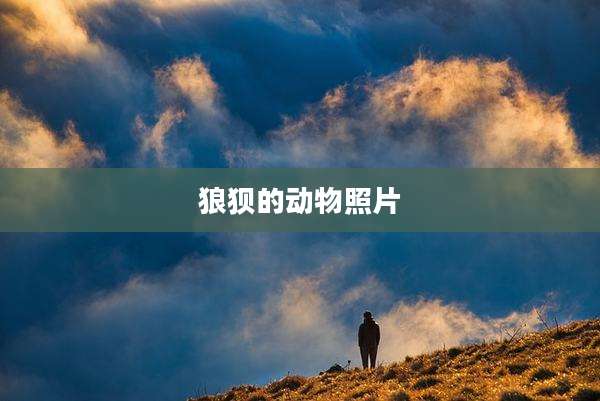 狼狈的动物照片