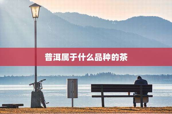 普洱属于什么品种的茶