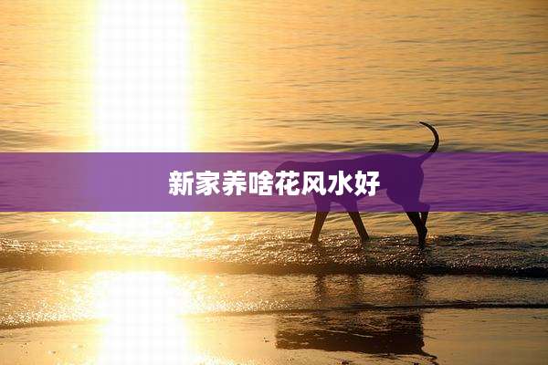 新家养啥花风水好