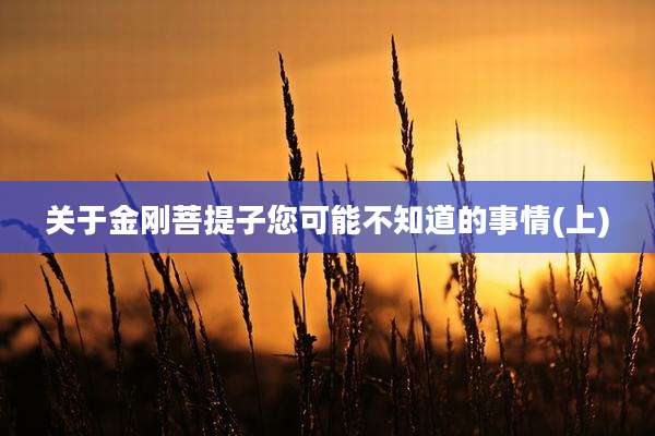关于金刚菩提子您可能不知道的事情(上)