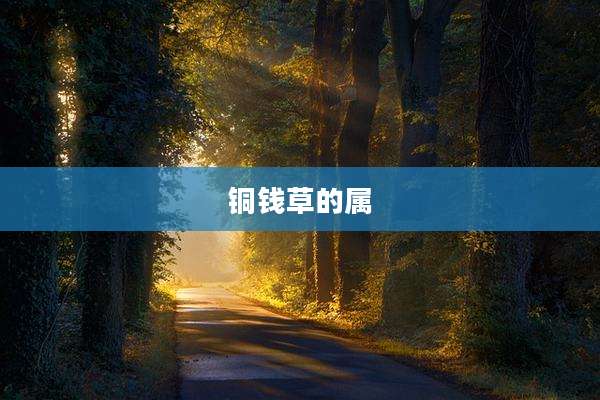 铜钱草的属