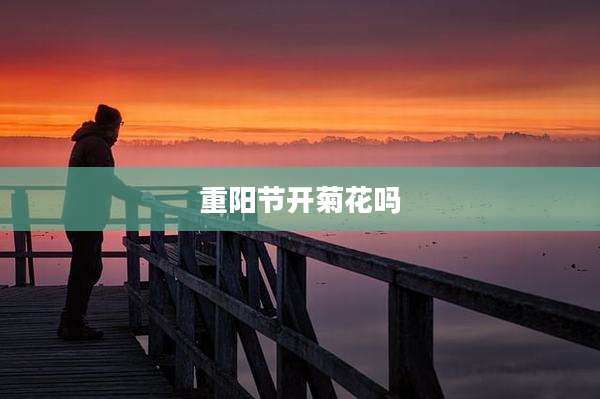 重阳节开菊花吗