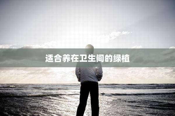 适合养在卫生间的绿植