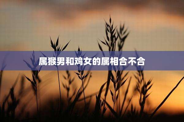 属猴男和鸡女的属相合不合