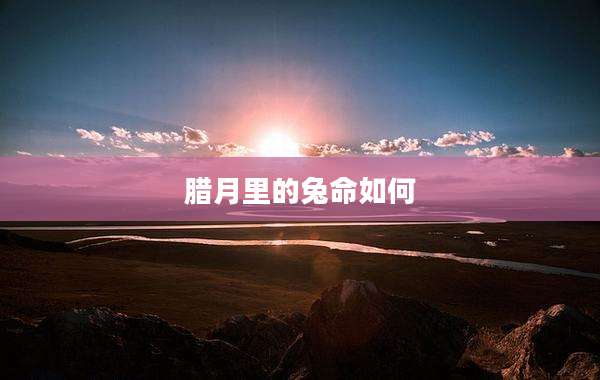 腊月里的兔命如何