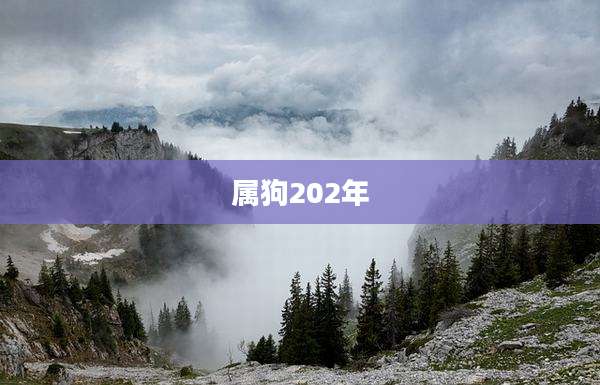属狗202年