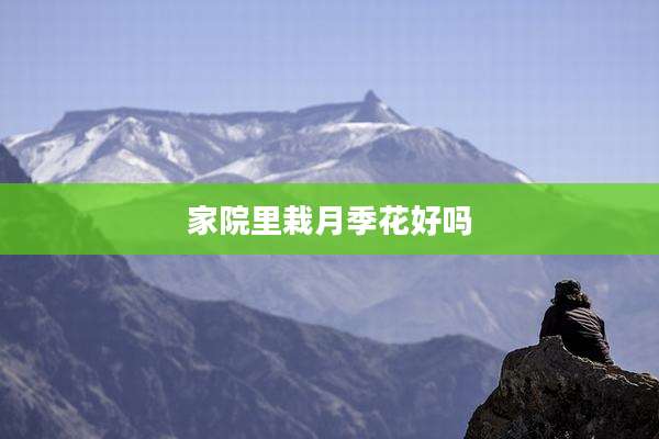 家院里栽月季花好吗