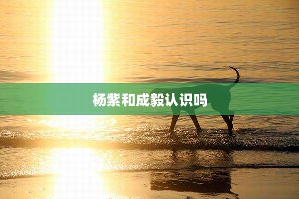 杨紫和成毅认识吗