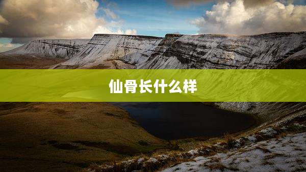 仙骨长什么样