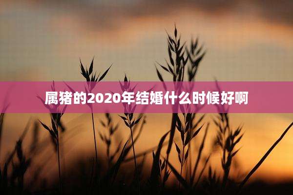属猪的2020年结婚什么时候好啊