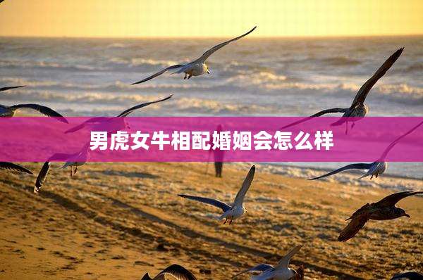 男虎女牛相配婚姻会怎么样