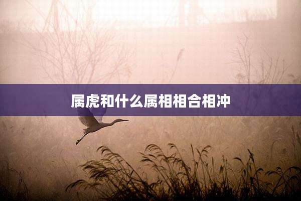 属虎和什么属相相合相冲