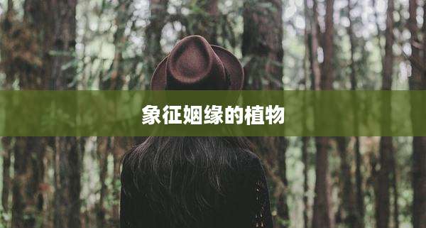 象征姻缘的植物