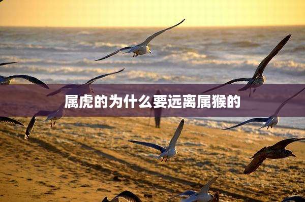 属虎的为什么要远离属猴的