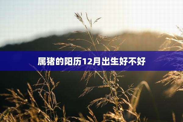 属猪的阳历12月出生好不好